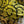 Load image into Gallery viewer, #I still see yellow pop deal